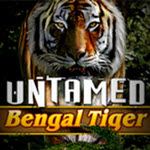 Untamed Bengal Tiger