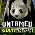 Untamed – Giant Panda