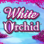 White Orchid