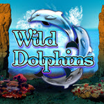 Wild Dolphins