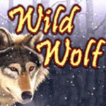 Wild Wolf