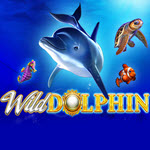 Wild Dolphin