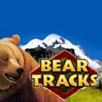 Bear Tracks