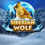 Siberian Wolf