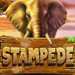 Stampede