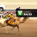Camel Races