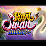 Royal Swan