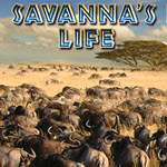 Savanna’s Life