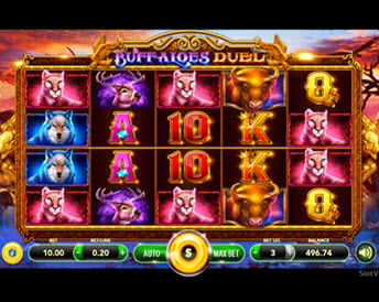 Buffaloes Duel