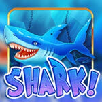 Shark!
