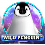 Wild Penguin