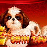 Lucky Shih Tzu