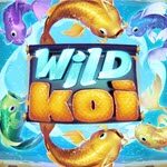 Wild Koi
