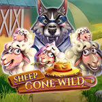 Sheep Gone Wild