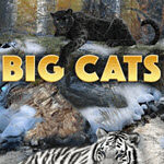 Big Cats