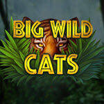 Big Wild Cats