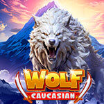 Caucasian Wolf