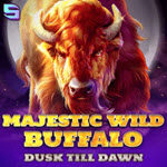 Majestic Wild Buffalo - Dusk Till Dawn