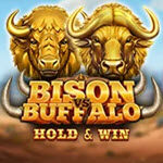 Bison vs Buffalo
