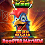 Rooster Mayhem