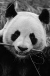 MRPanda